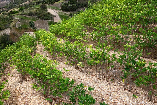 tanaman koka cocaine